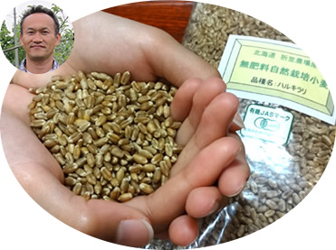 北海道 折笠農場産「ハルキラリ」(無肥料自然栽培小麦)
有機JAS認定品